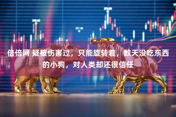 倍倍网 疑被伤害过，只能旋转着，数天没吃东西的小狗，对人类却还很信任