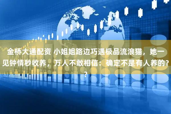 金桥大通配资 小姐姐路边巧遇极品流浪猫，她一见钟情秒收养，万人不敢相信：确定不是有人养的？