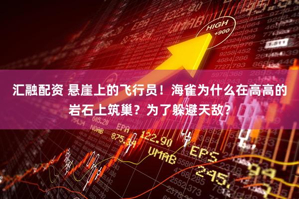 汇融配资 悬崖上的飞行员！海雀为什么在高高的岩石上筑巢？为了躲避天敌？